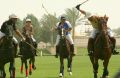 Poloteam in Dubai